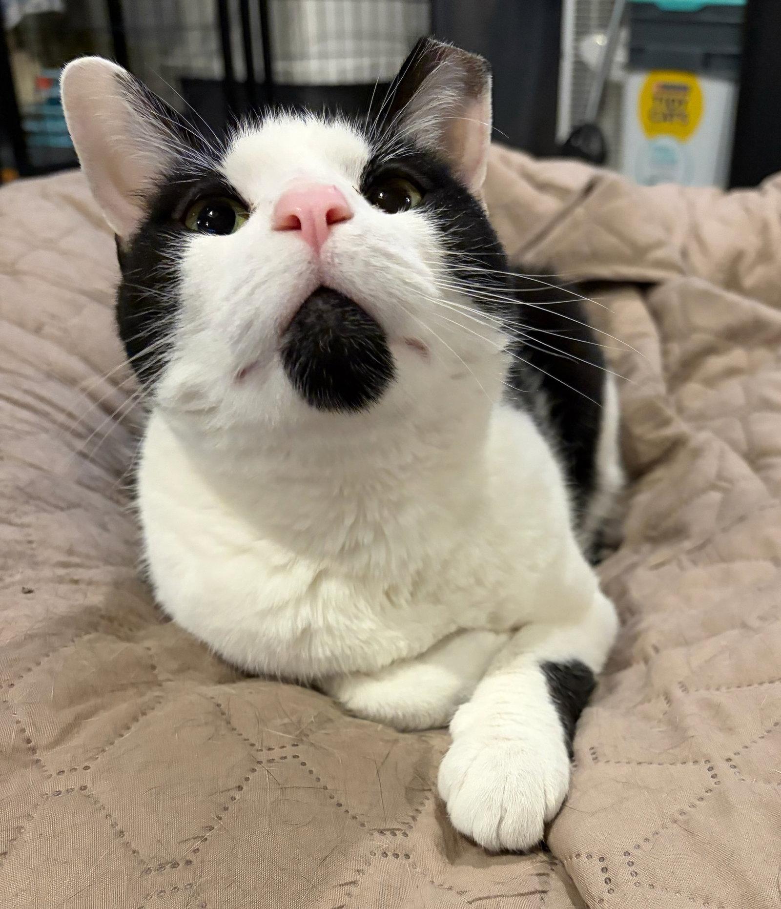 Bridget, a Adoptable Domestic Short Hair in Rootstown, OH image 2/2