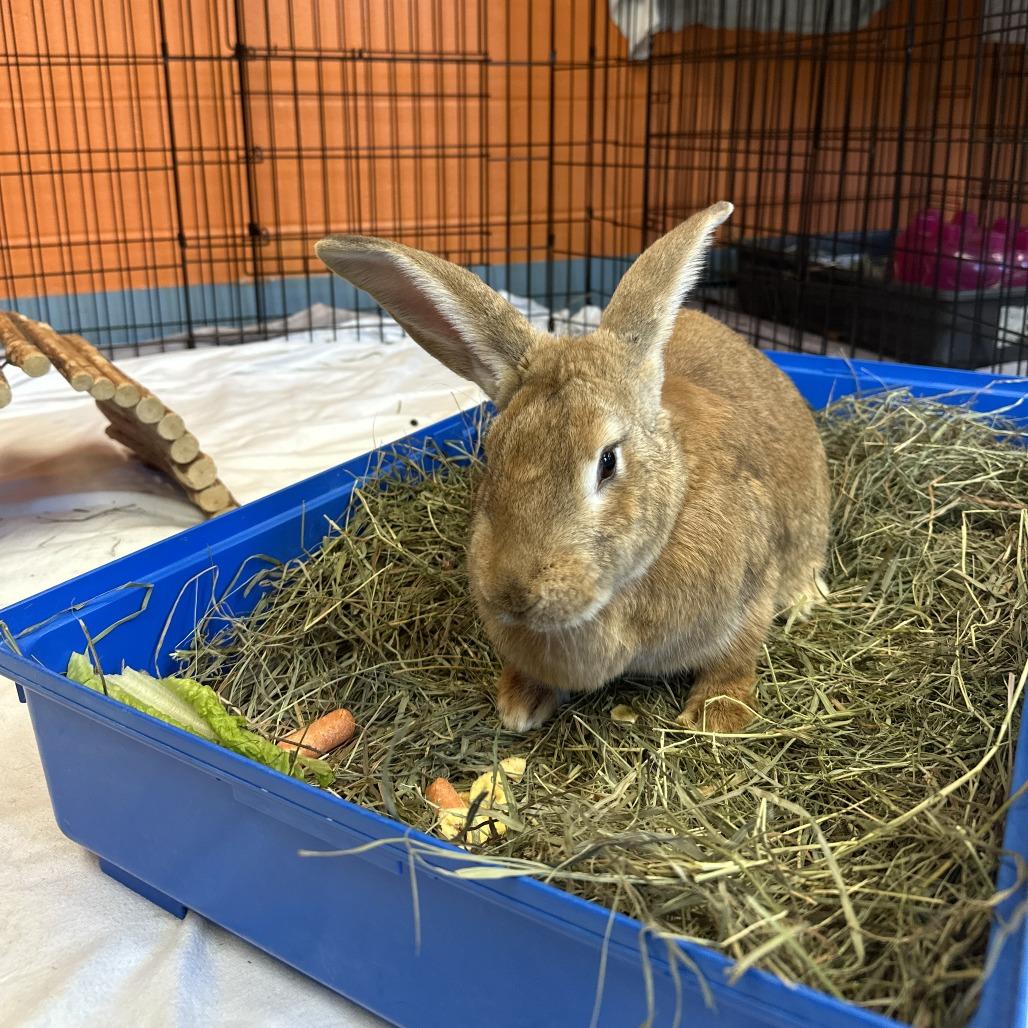 Pooku, Adoptable, Adult Female Flemish Giant.
