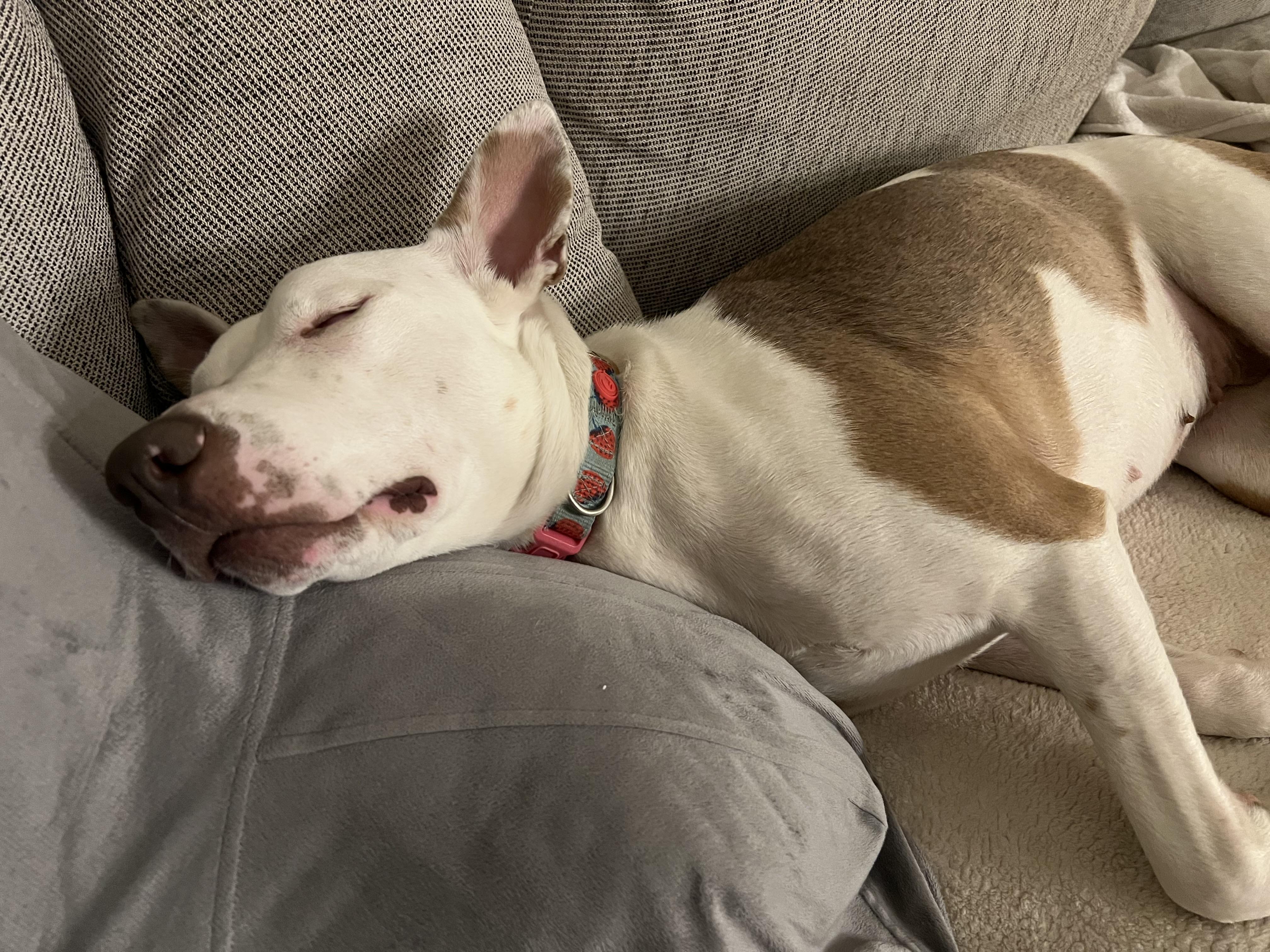 Enlarge Camila, a Adoptable mixed breed in Yonkers, NY image 4/4