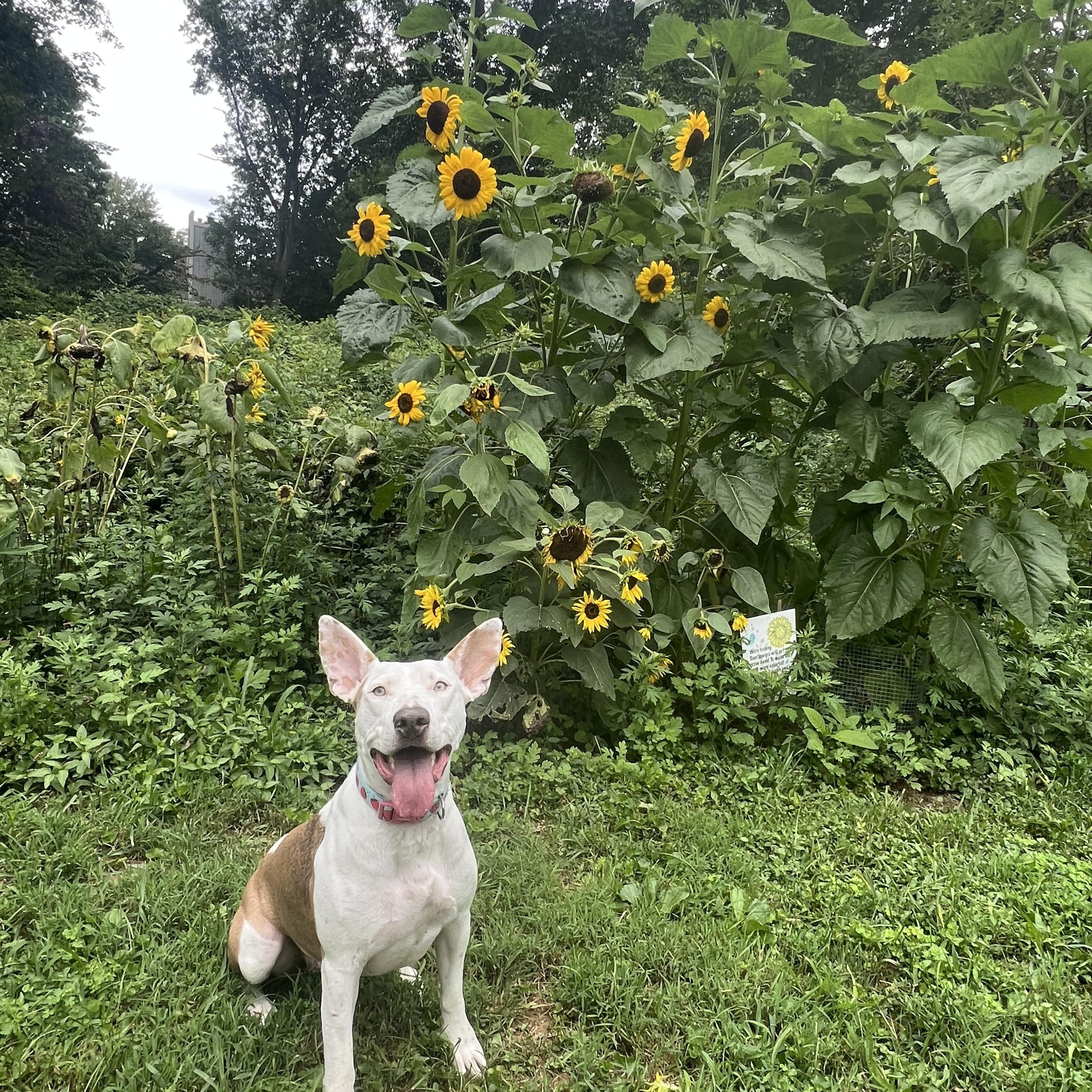 Camila, Adoptable, Young Female Cattle Dog & Pit Bull Terrier.