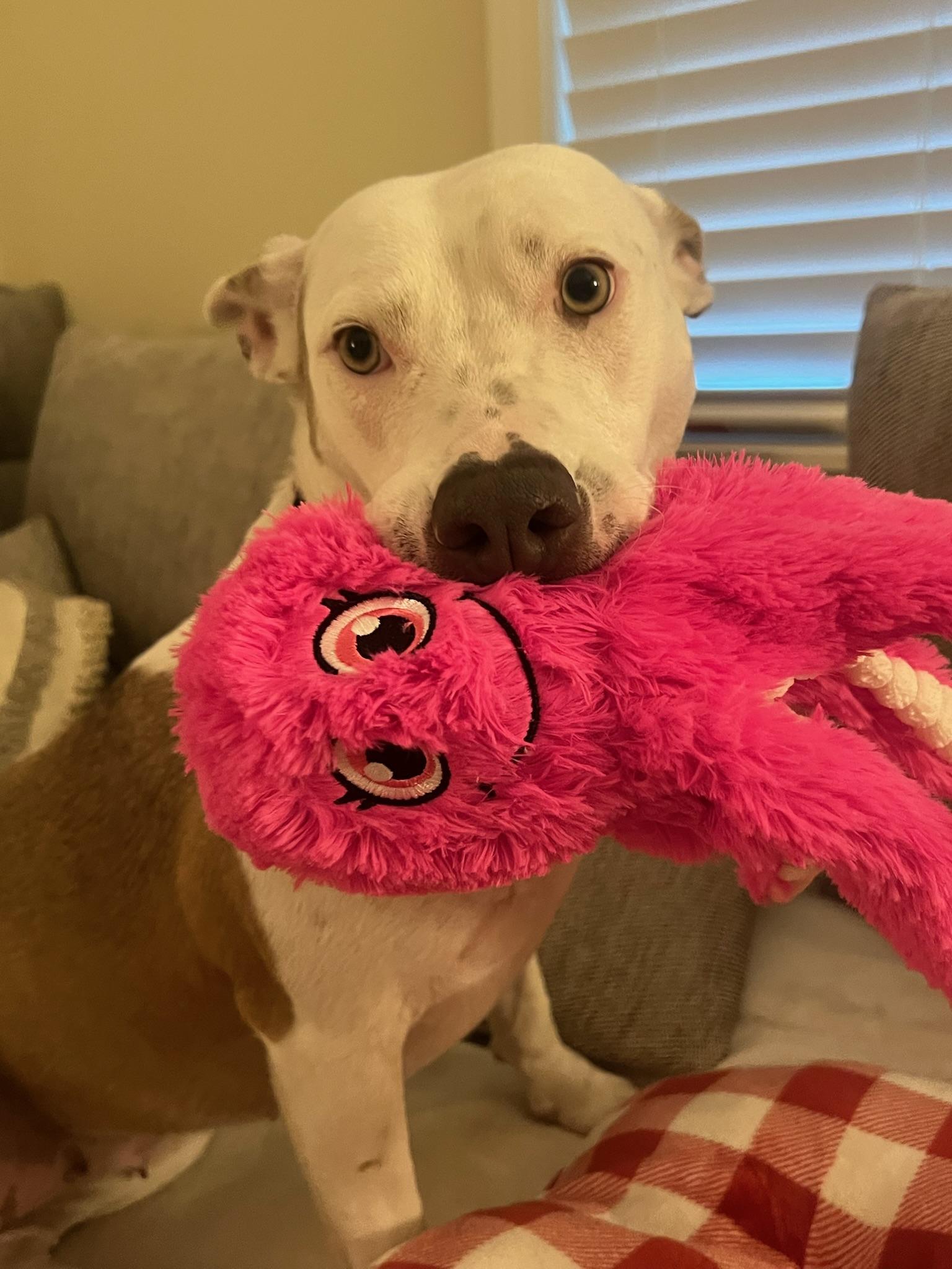 Enlarge Camila, an adopted mixed breed in Yonkers, NY image 1/5
