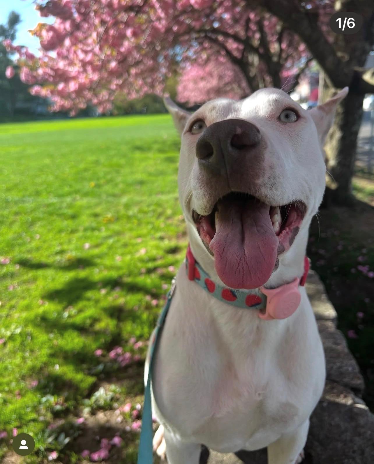 Enlarge Camila, a Adoptable mixed breed in Yonkers, NY image 3/4