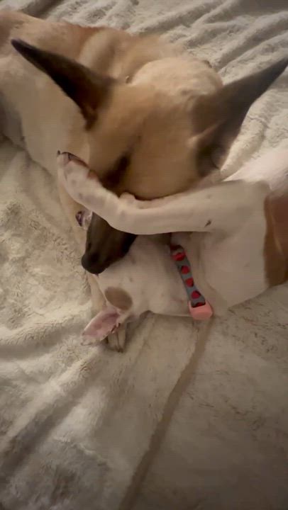 Enlarge Camila, an adopted mixed breed in Yonkers, NY video 5/5