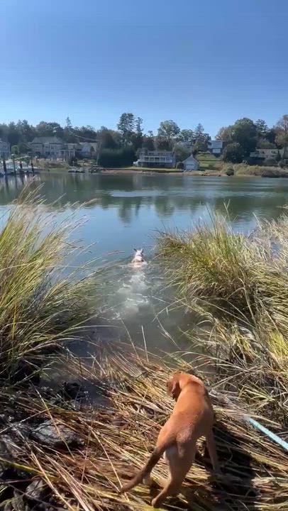 Enlarge Camila, an adopted mixed breed in Yonkers, NY video 3/5