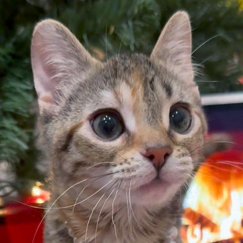 Poppy, ADOPTABLE, Kitten Female Domestic Short Hair.