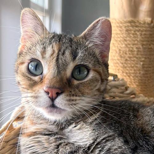 Poppy, ADOPTABLE, Kitten Female Domestic Short Hair.