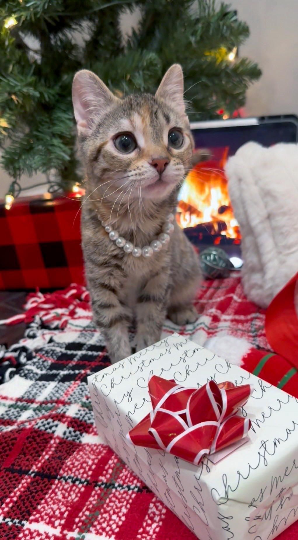 Enlarge Poppy, a ADOPTABLE Domestic Short Hair in Crystal Lake, IL image 2/2