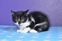 Enlarge Daria, a Adoptable Domestic Short Hair in Woodland Hills, CA image 1/2