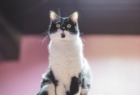 Enlarge Daria, a Adoptable Domestic Short Hair in Woodland Hills, CA image 2/2