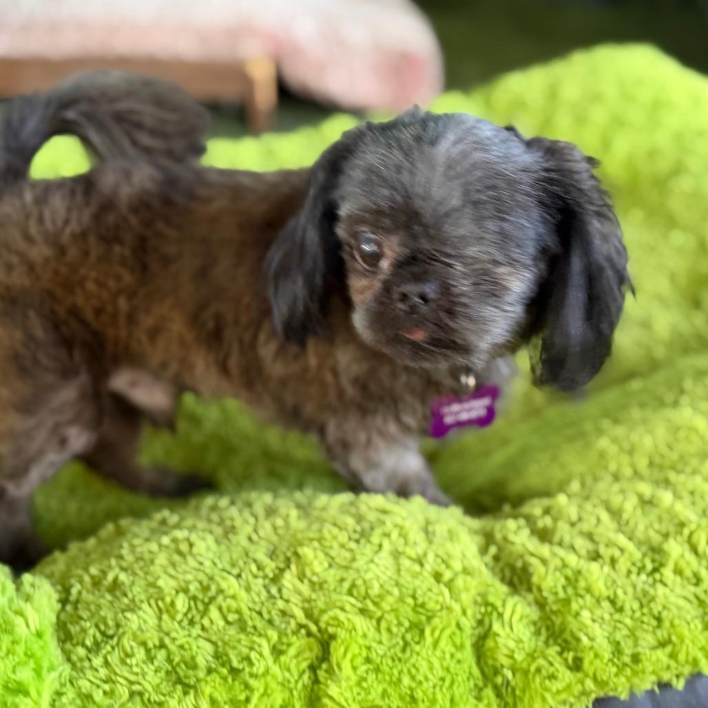 Leo, Adoptable, Senior Male Shih Tzu.