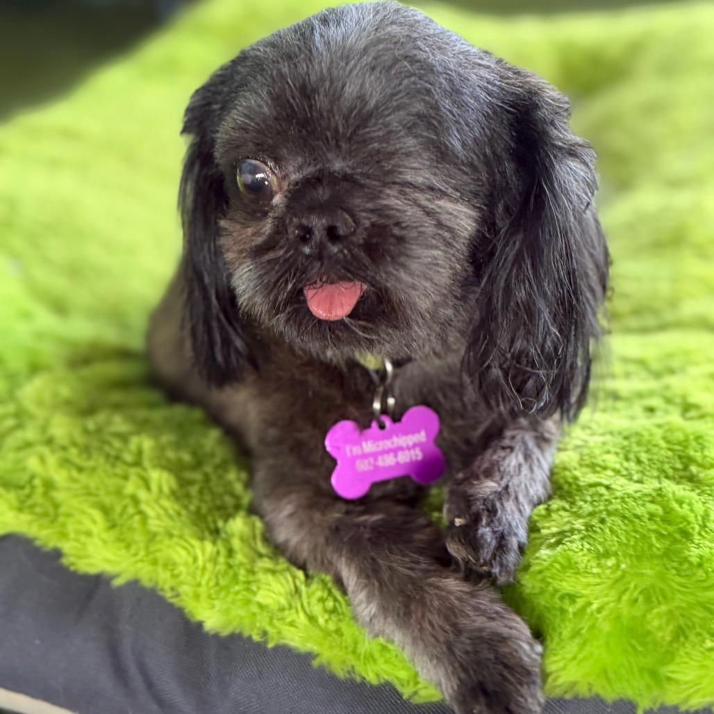 Enlarge Leo, a Adoptable Shih Tzu in Phoenix, AZ image 2/5