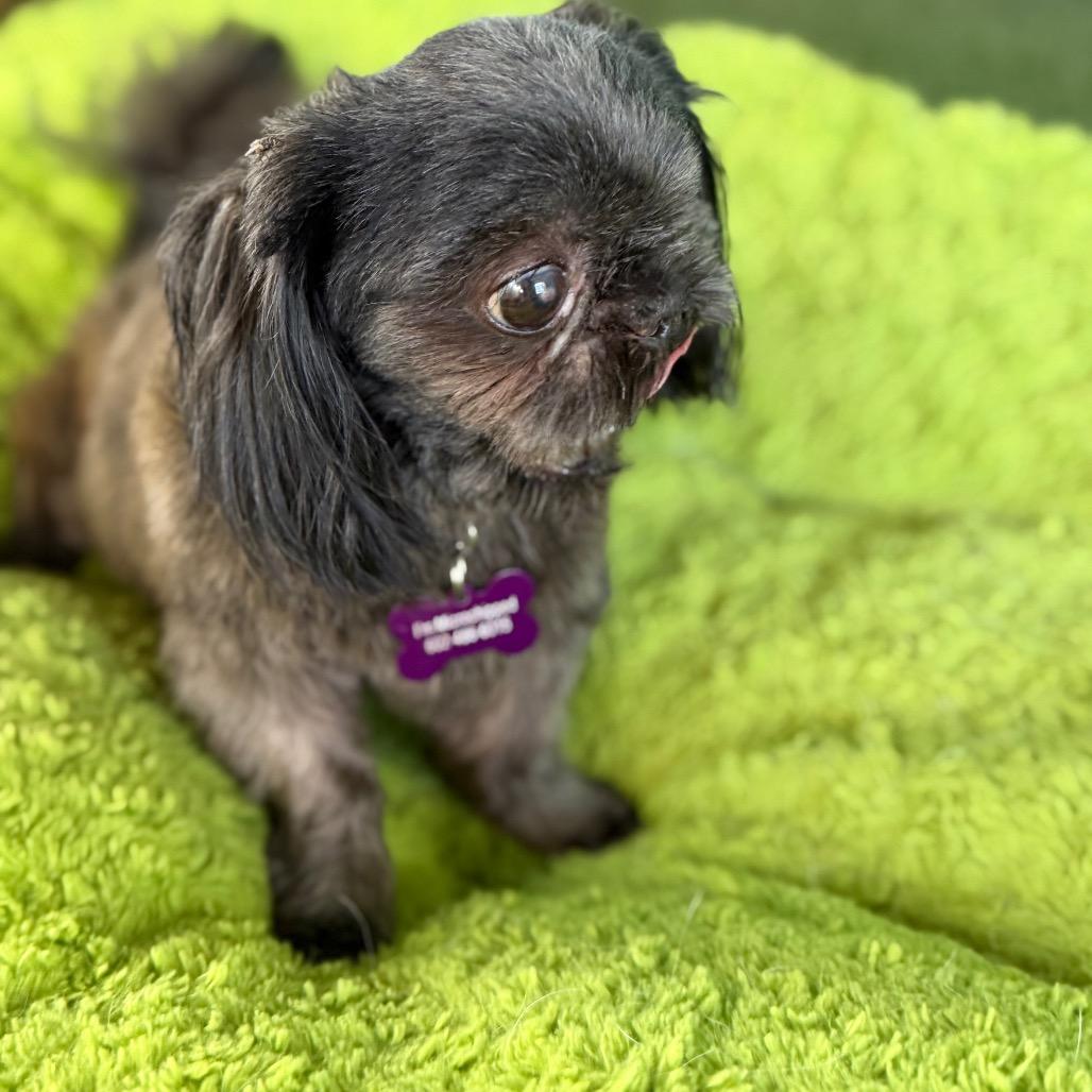 Enlarge Leo, a Adoptable Shih Tzu in Phoenix, AZ image 3/5