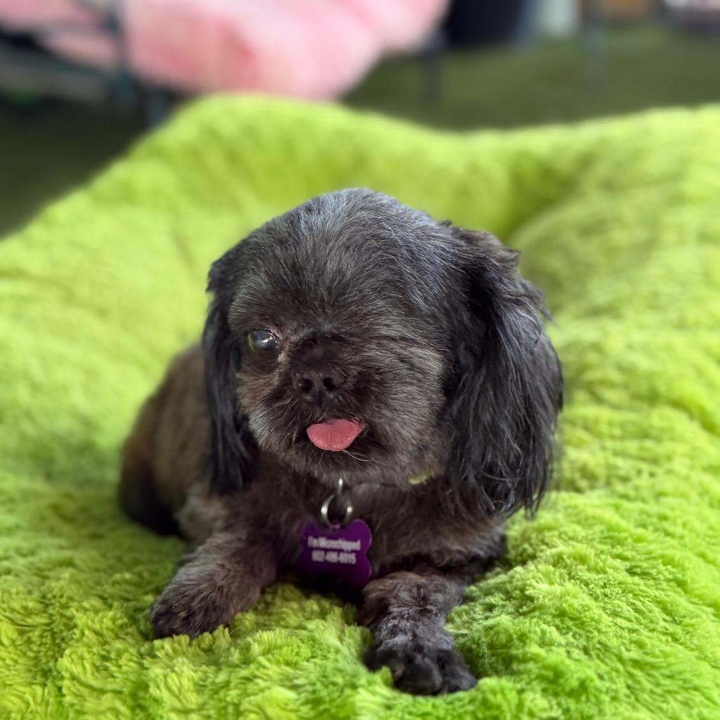 Enlarge Leo, a Adoptable Shih Tzu in Phoenix, AZ image 4/5