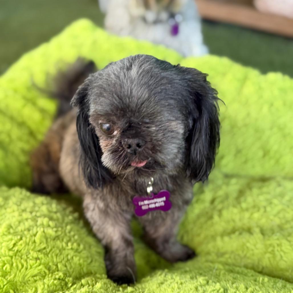 Enlarge Leo, a Adoptable Shih Tzu in Phoenix, AZ image 5/5