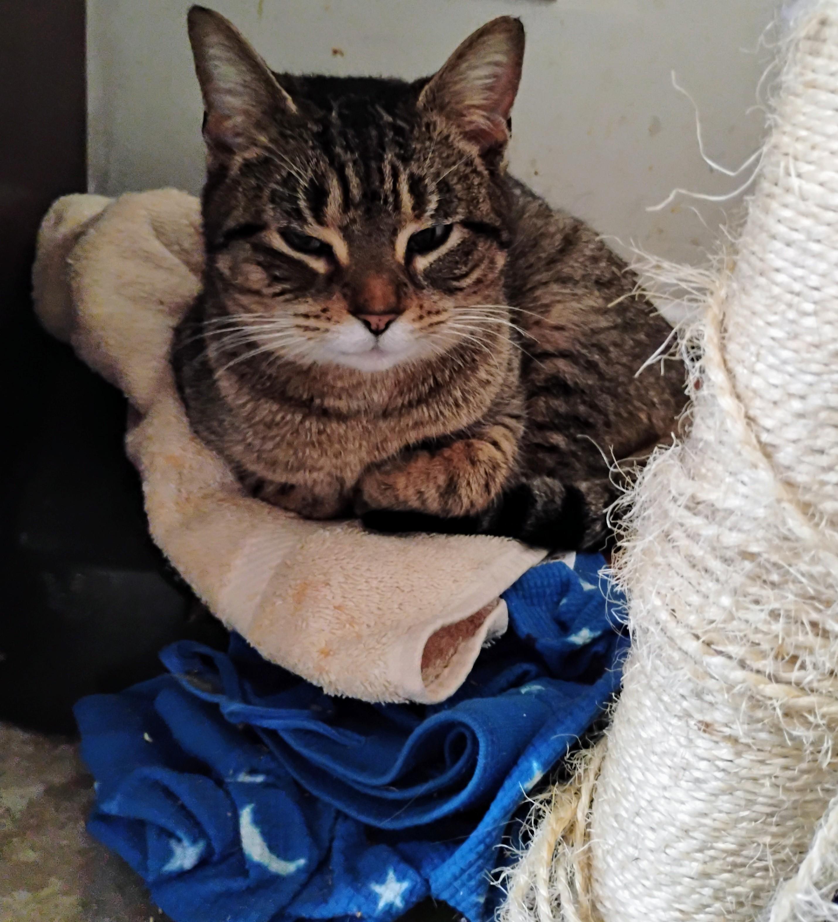 Enlarge Darla, a Adopted Domestic Short Hair in Rochester, NY image 3/4