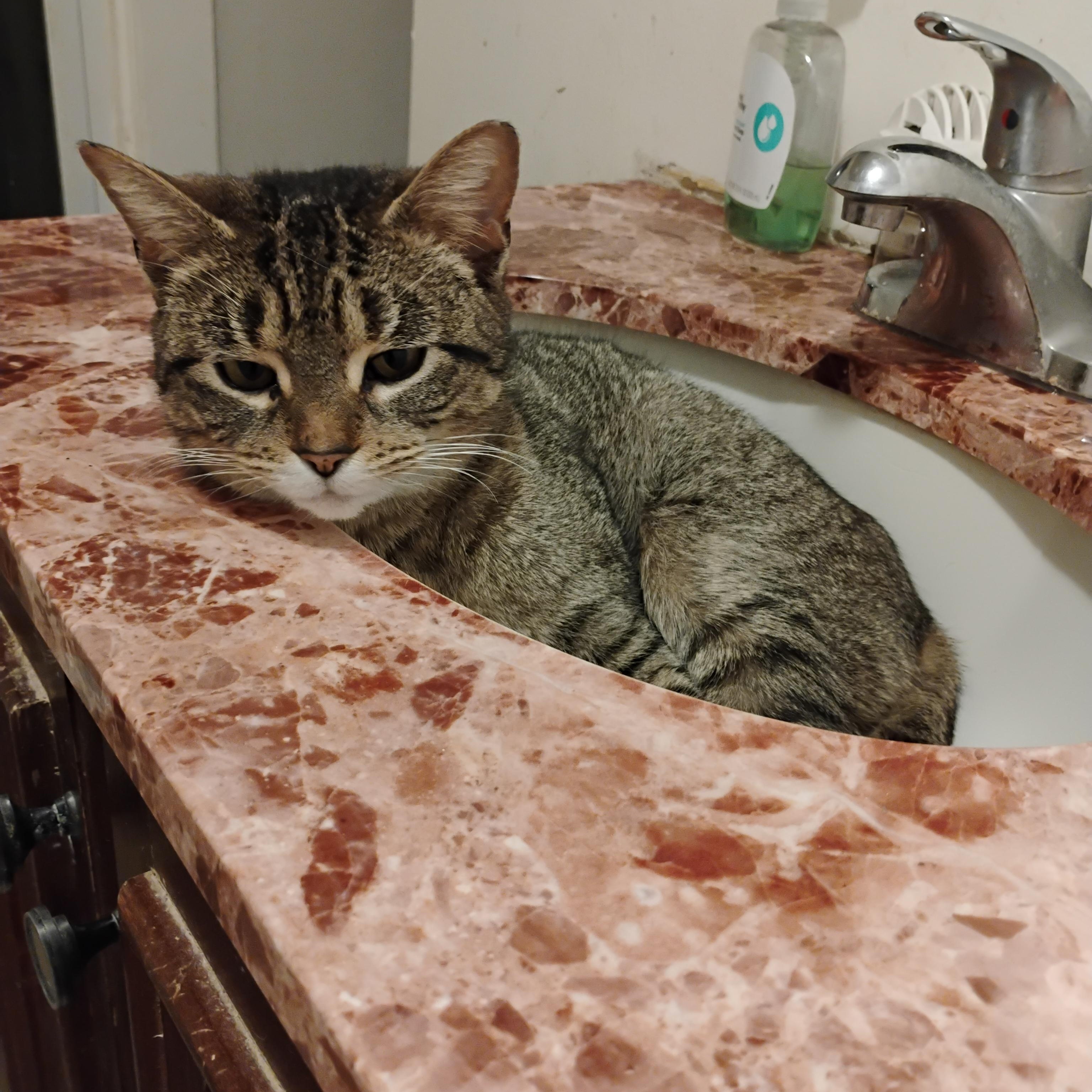 Darla, Adopted, Young Female Domestic Short Hair.