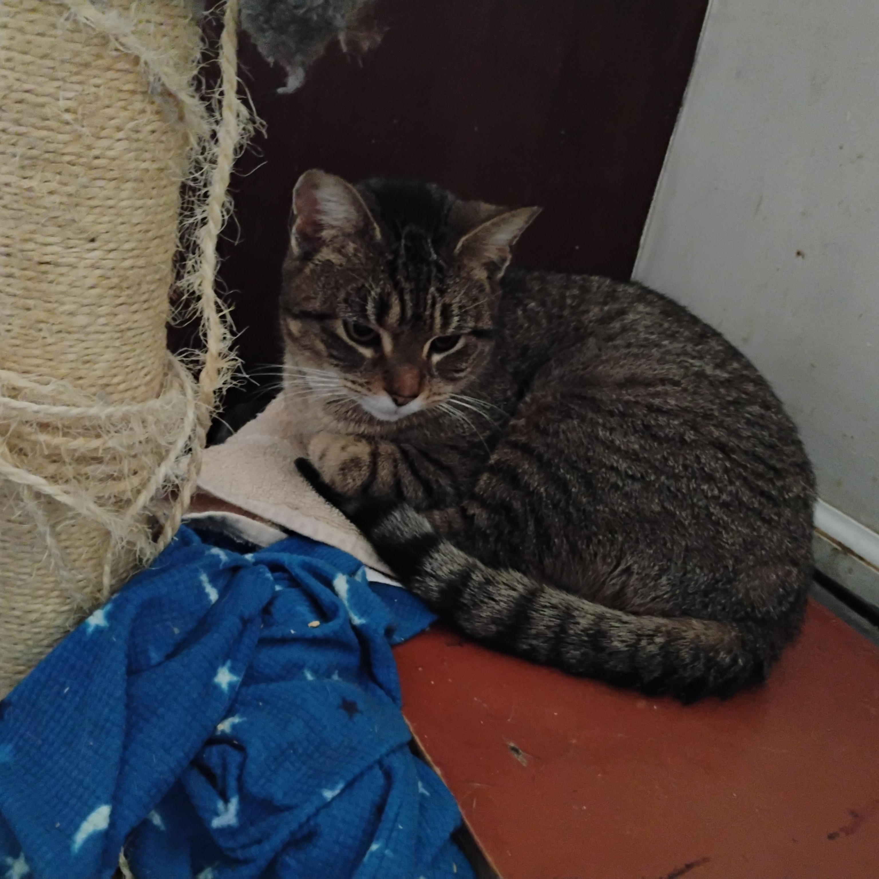 Enlarge Darla, a Adopted Domestic Short Hair in Rochester, NY image 4/4