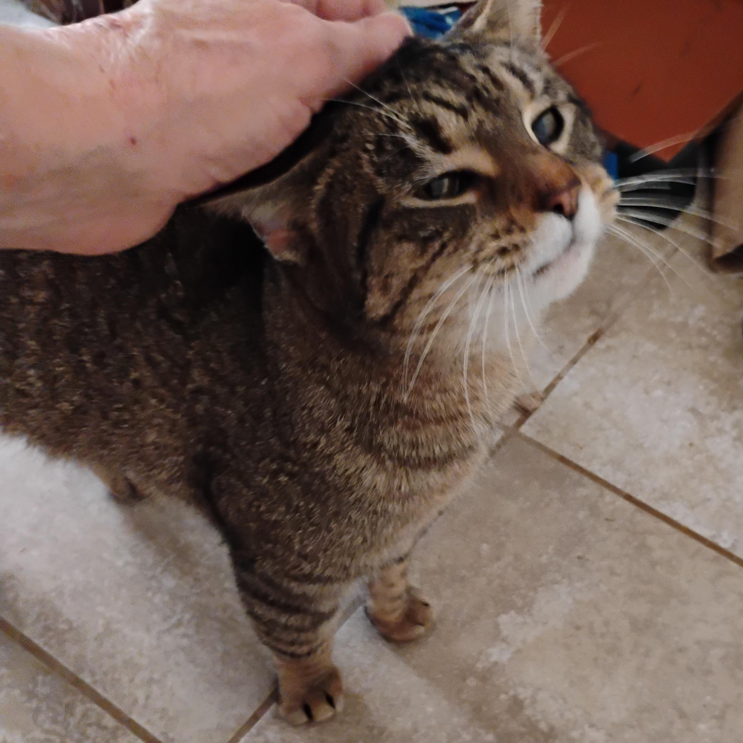 Enlarge Darla, a Adopted Domestic Short Hair in Rochester, NY image 2/4