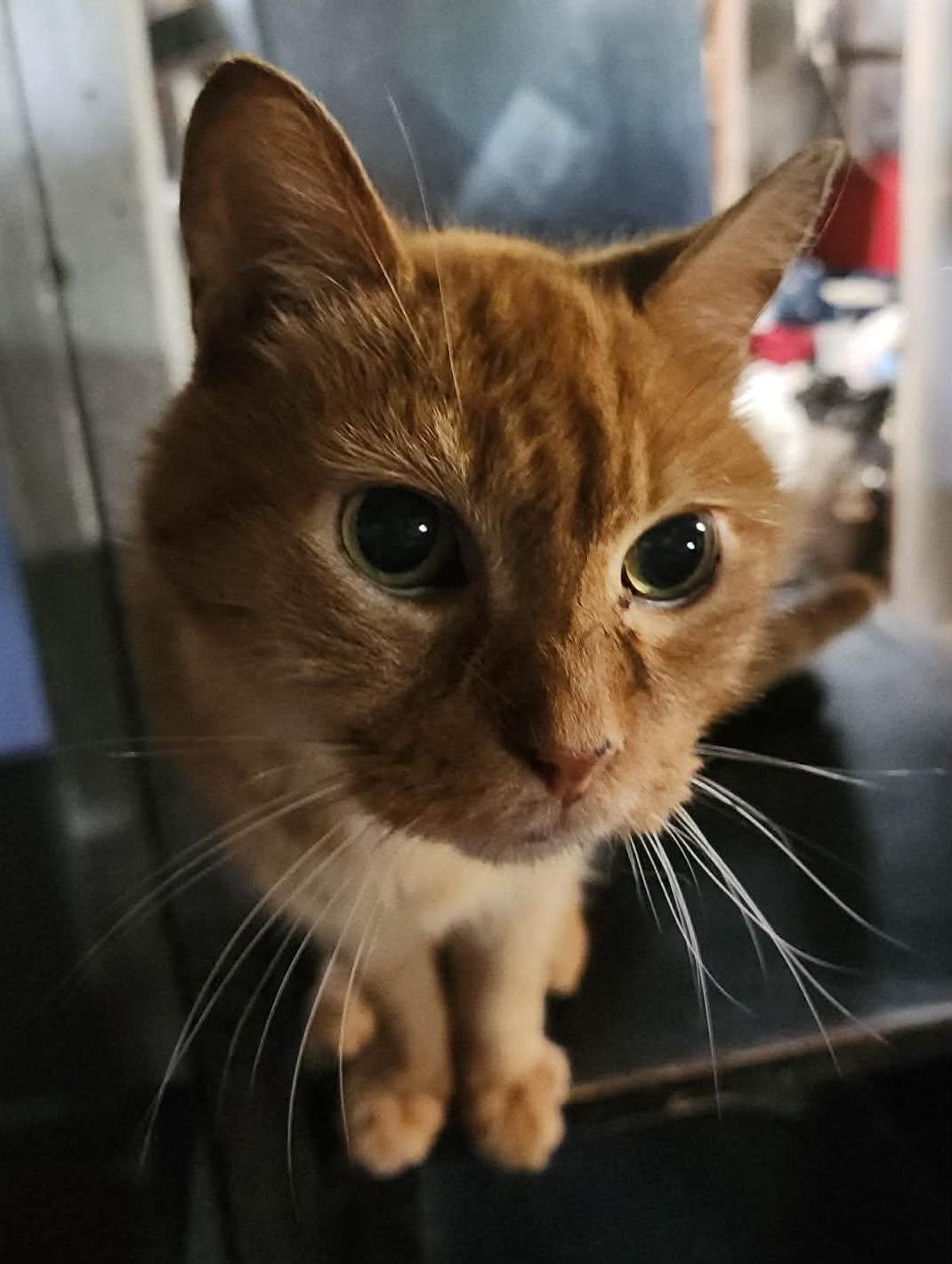 Soci, Adoptable, Senior Male Domestic Short Hair.