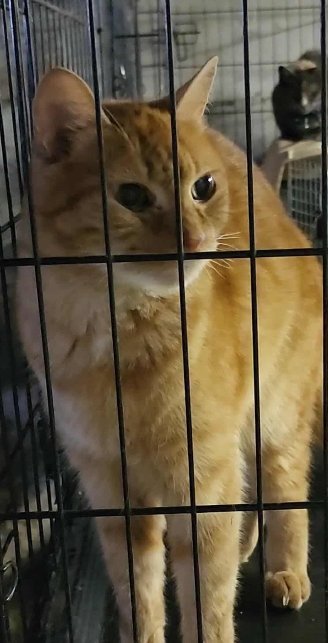 Soci, Adoptable, Senior Male Domestic Short Hair.