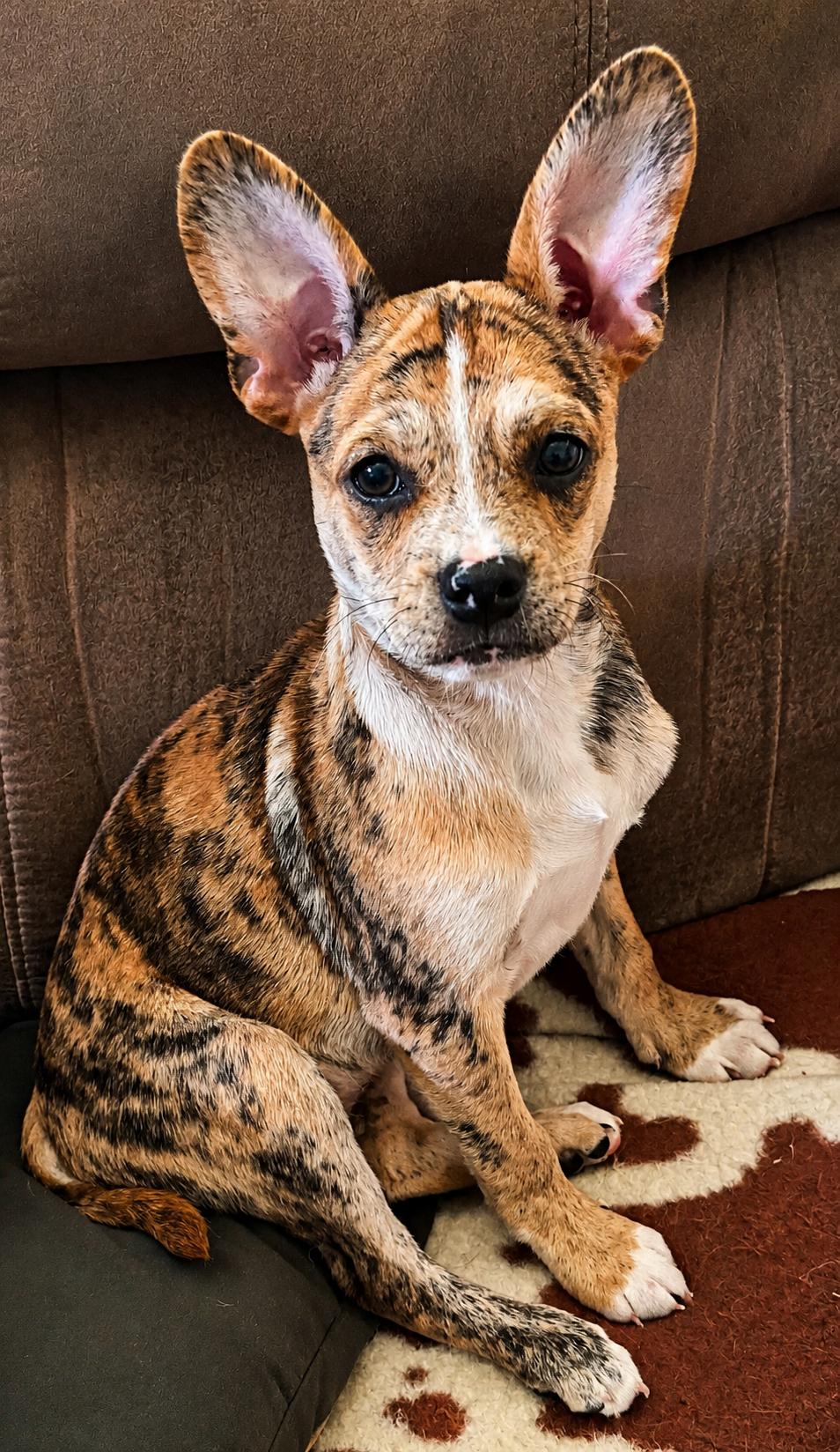 Lenny, an adopted Mixed Breed in Kenosha, WI image 2/3