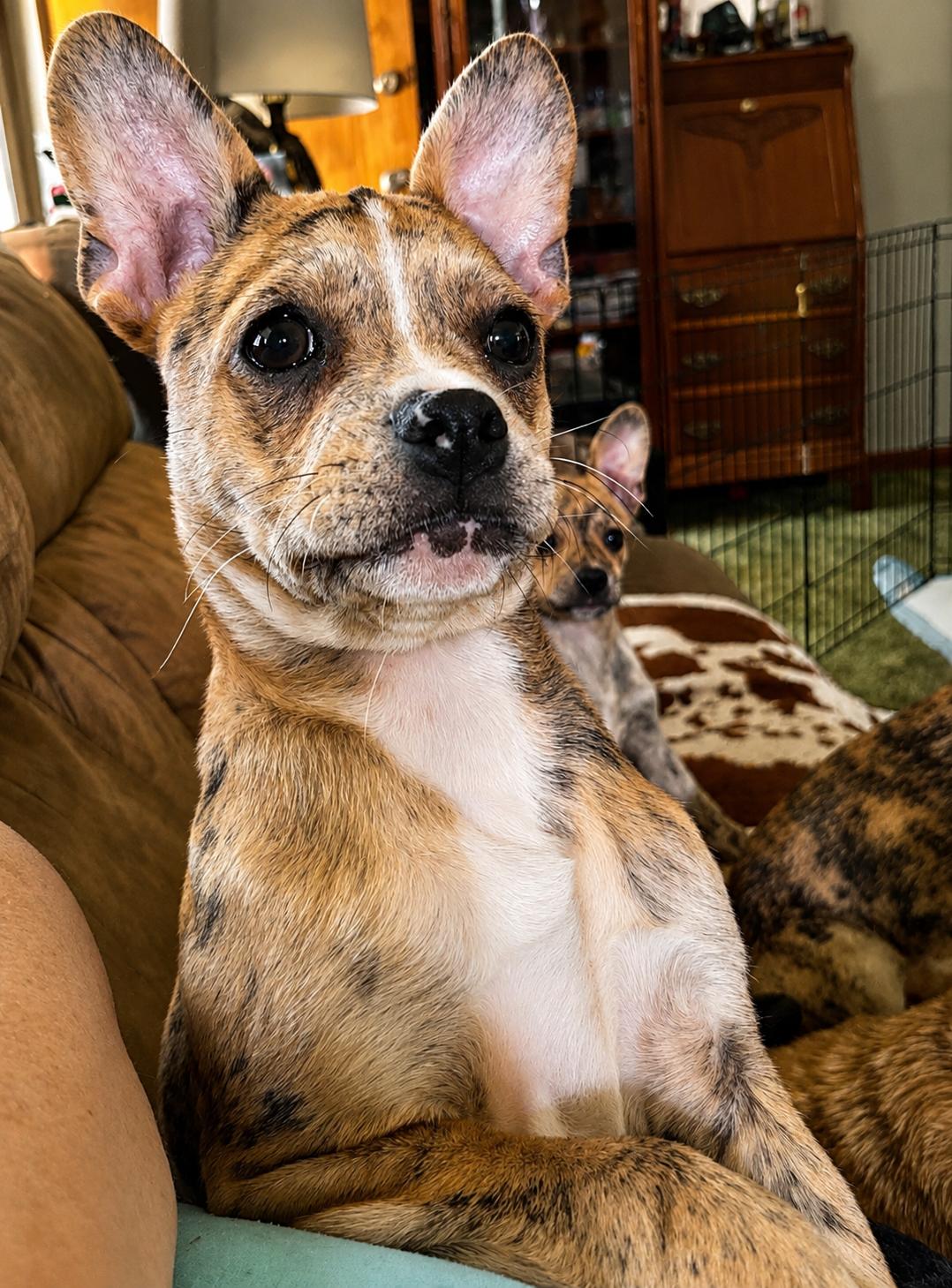 Lenny, an adopted Mixed Breed in Kenosha, WI image 3/3