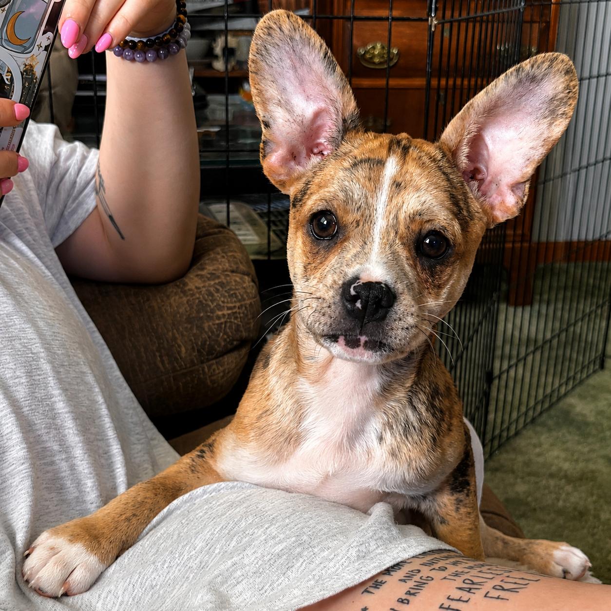 Lenny, an adopted Mixed Breed in Kenosha, WI image 1/3