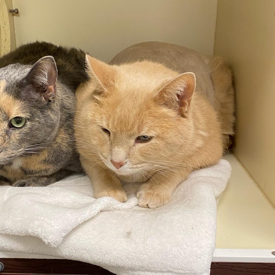 Hugo Boss, Adoptable, Senior Male Domestic Short Hair.