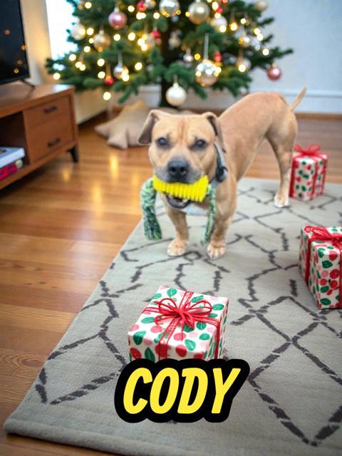 Enlarge Cody, a ADOPTABLE mixed breed in Brockton, MA image 1/1