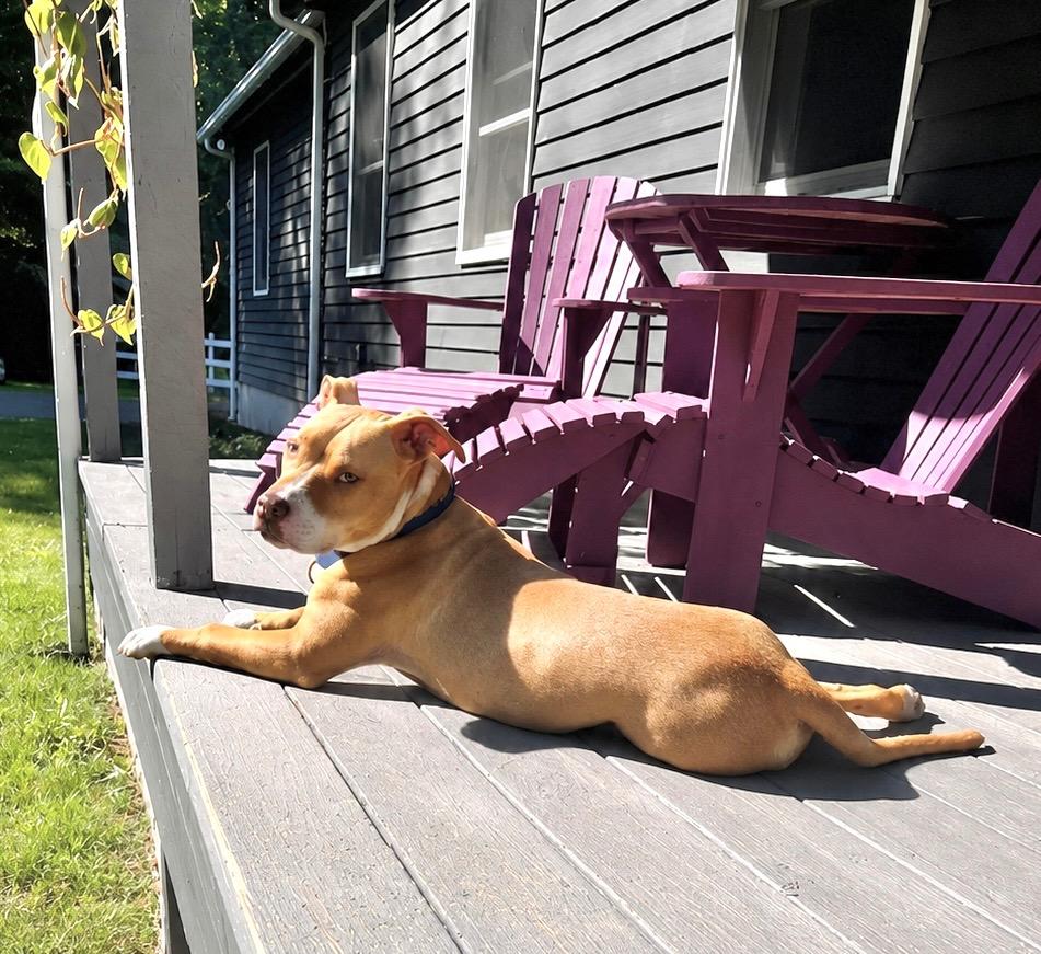 Burnie - Located in Massachusetts, Adoptable, Puppy Male American Staffordshire Terrier.