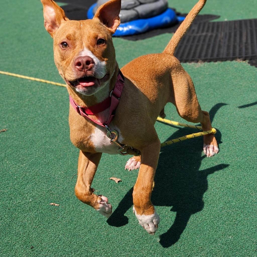 Burnie - Located in Massachusetts, a Adoptable mixed breed in Princeton, MA image 2/6