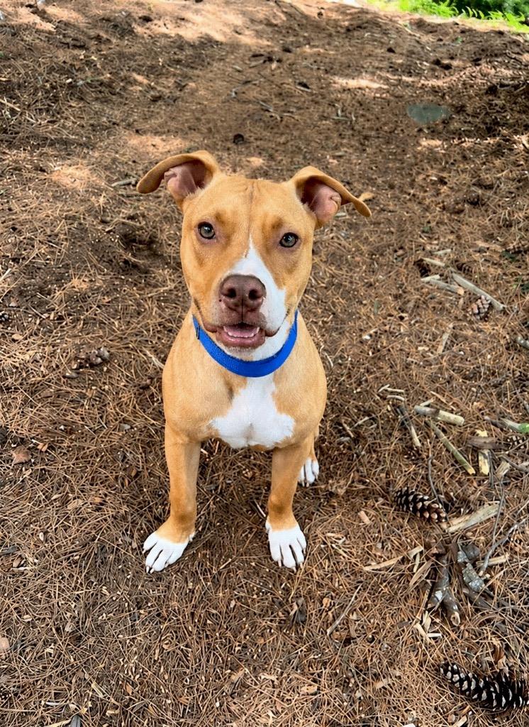 Burnie - Located in Massachusetts, a Adoptable mixed breed in Princeton, MA image 3/6