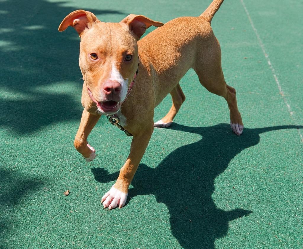 Burnie - Located in Massachusetts, a Adoptable mixed breed in Princeton, MA image 4/6