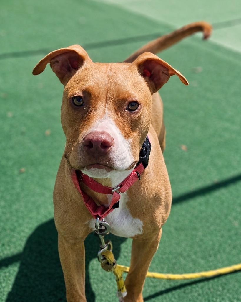 Burnie - Located in Massachusetts, a Adoptable mixed breed in Princeton, MA image 5/6