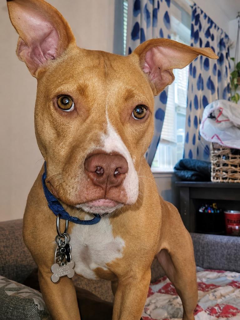 Burnie - Located in Massachusetts, a Adoptable mixed breed in Princeton, MA image 6/6
