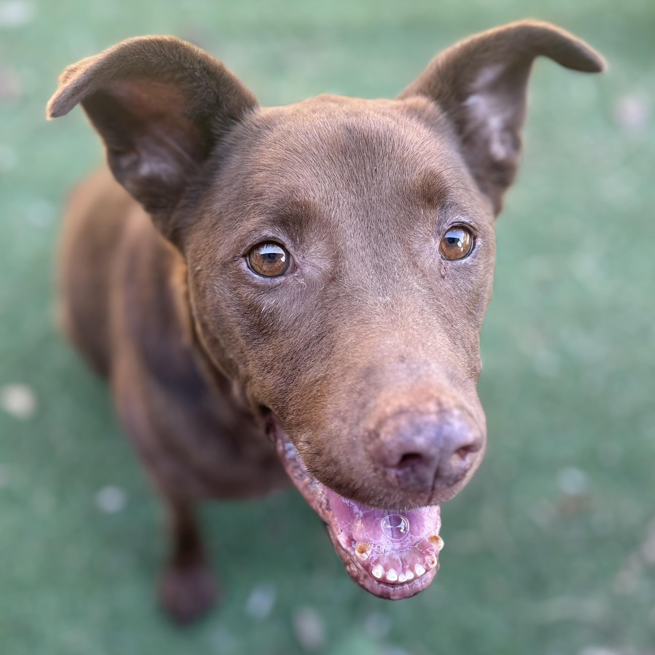 Crissy, Adoptable, Senior Female Shepherd.