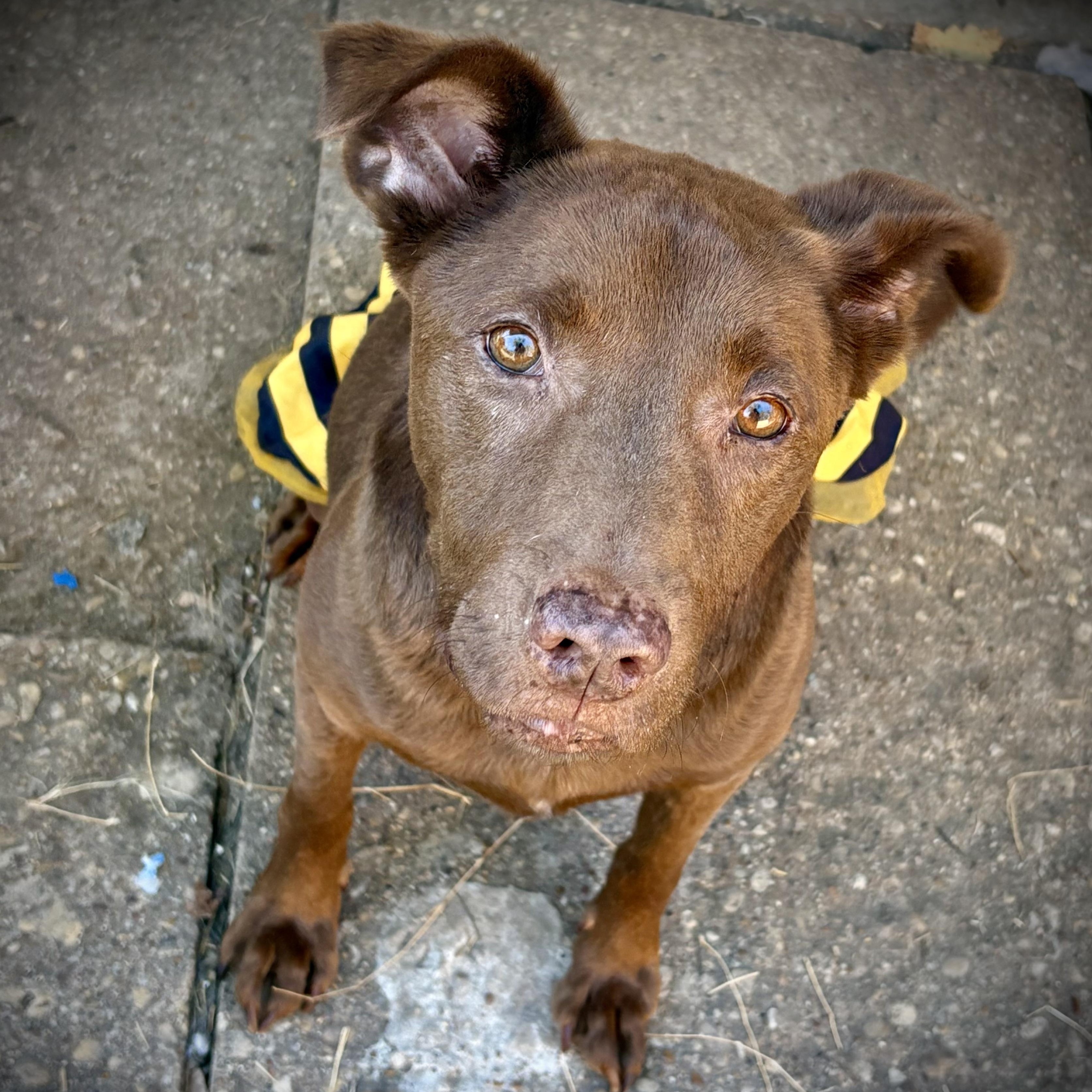 Enlarge Crissy, a Adoptable mixed breed in Krum, TX image 5/6