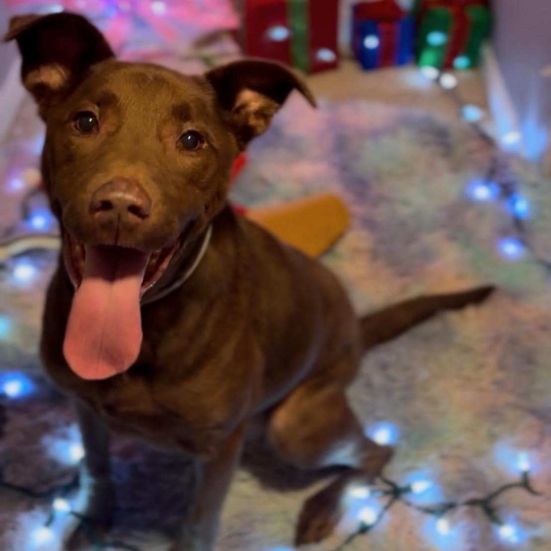 Enlarge Crissy, a Adoptable mixed breed in Krum, TX image 4/6