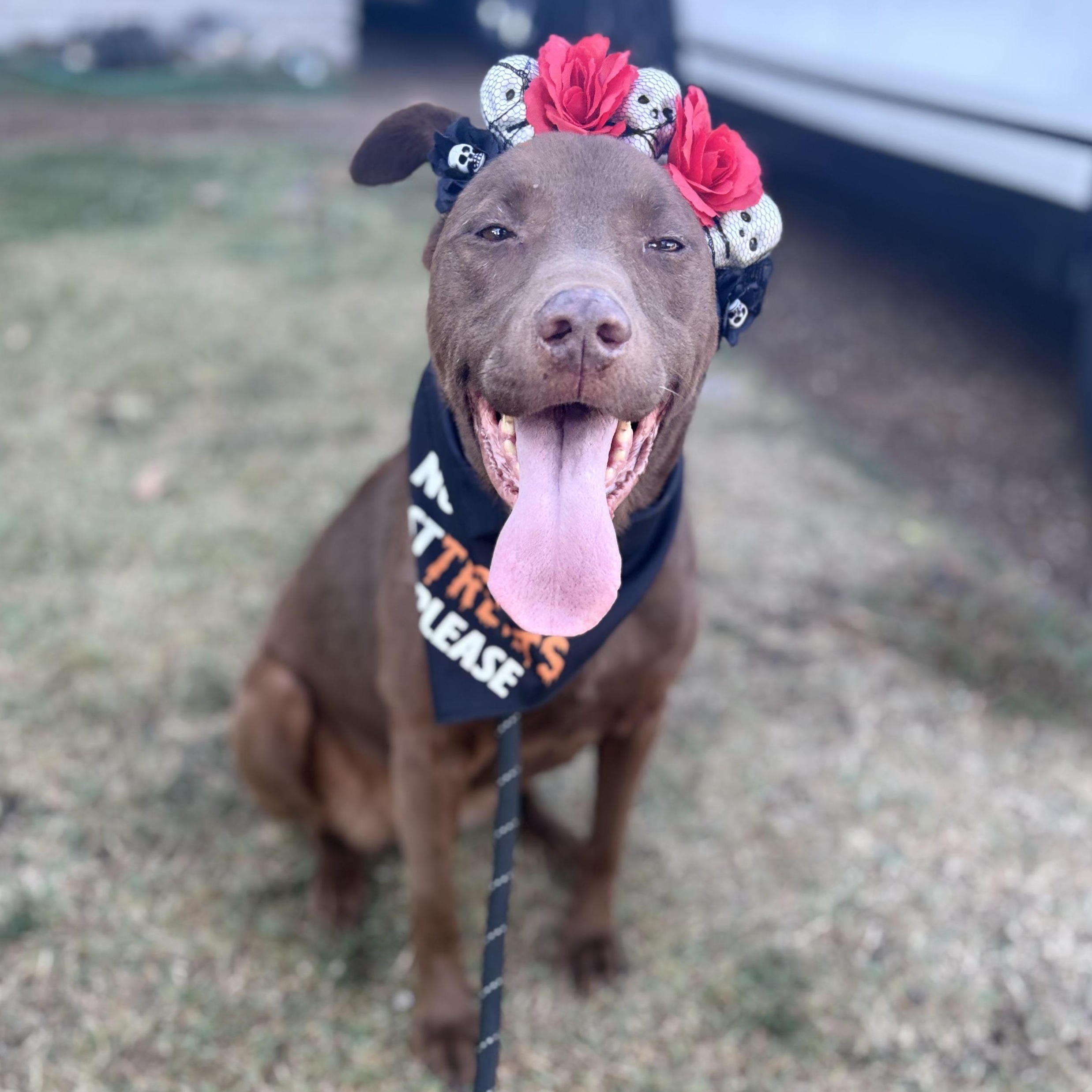 Enlarge Crissy, a Adoptable mixed breed in Krum, TX image 6/6