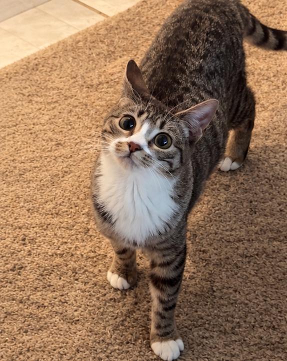 Enlarge Twinkie, a Adoptable mixed breed in Cherry Hills Village, CO image 2/4