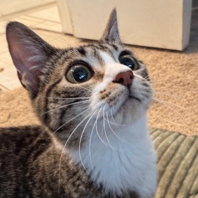 Enlarge Twinkie, a Adoptable mixed breed in Cherry Hills Village, CO image 3/4