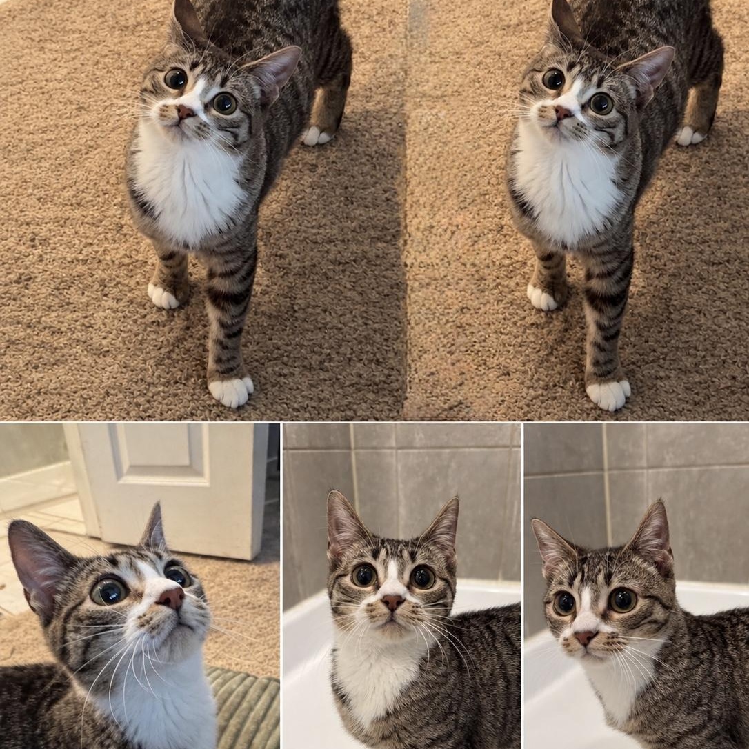 Twinkie, Adoptable, Young Female Domestic Short Hair.