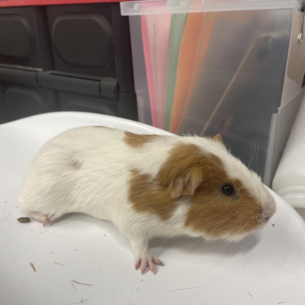 Enlarge Parmesan, a Adoptable Guinea Pig in Henderson, NV image 1/1