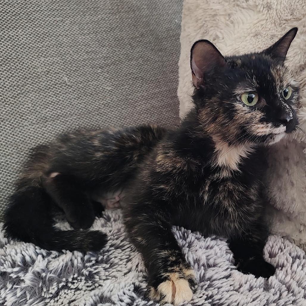 Lola — thumbnail 2