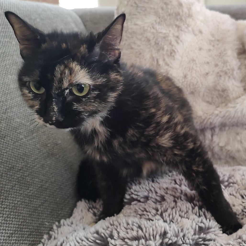 Lola — thumbnail 3