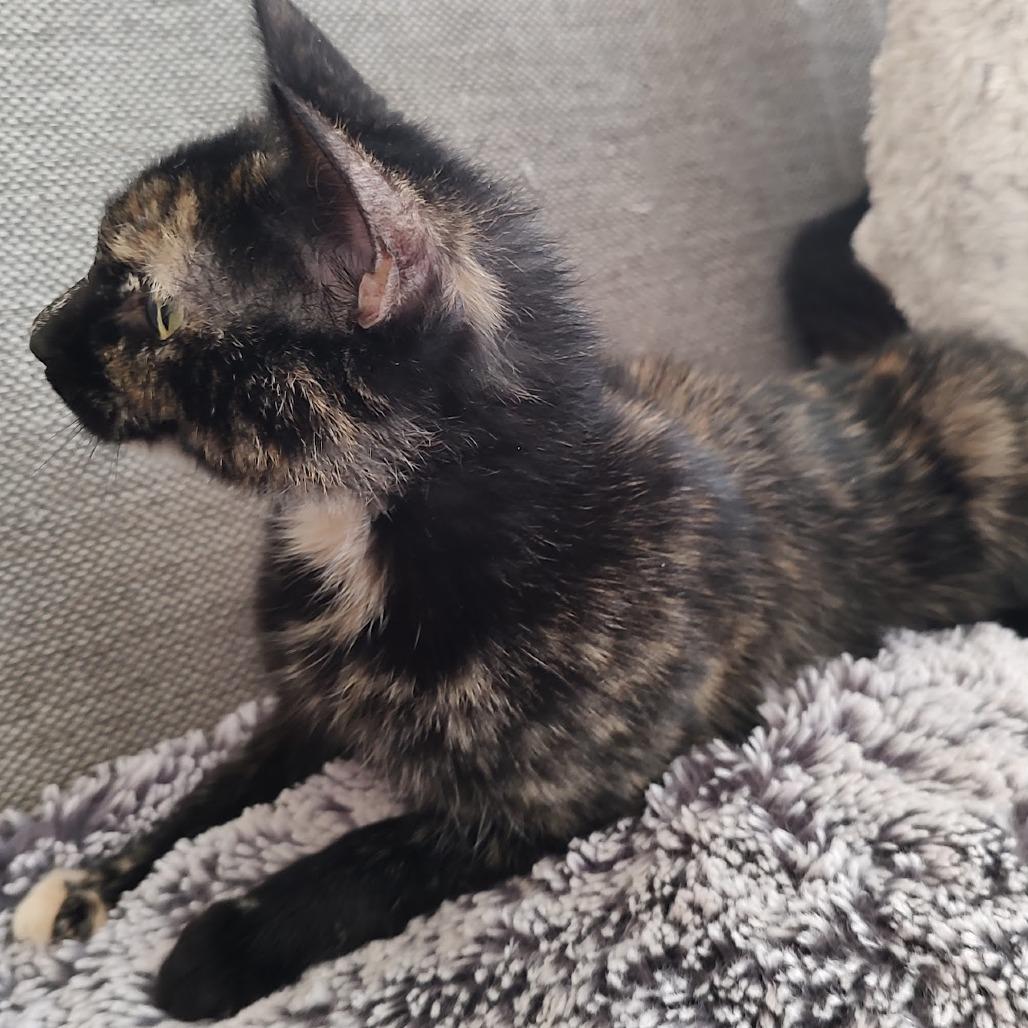 Lola — thumbnail 4