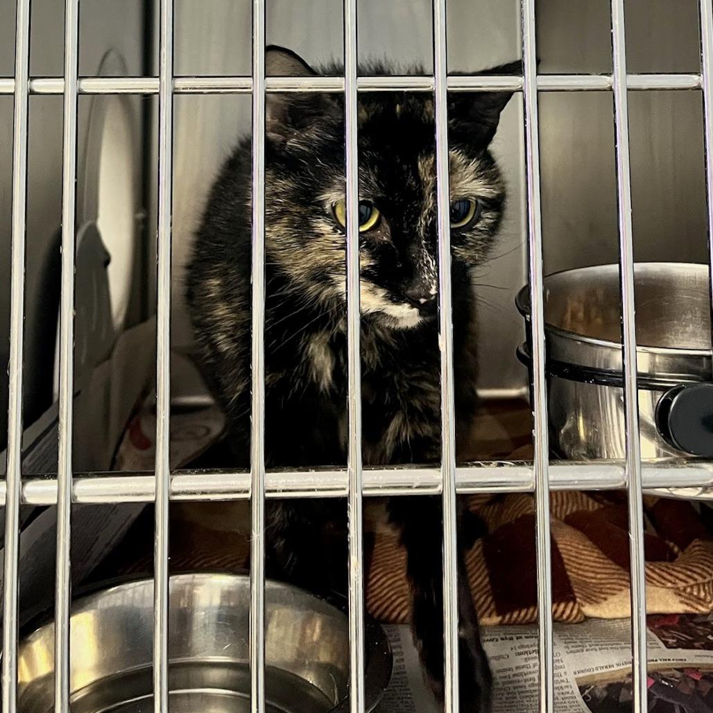 Lola — thumbnail 5