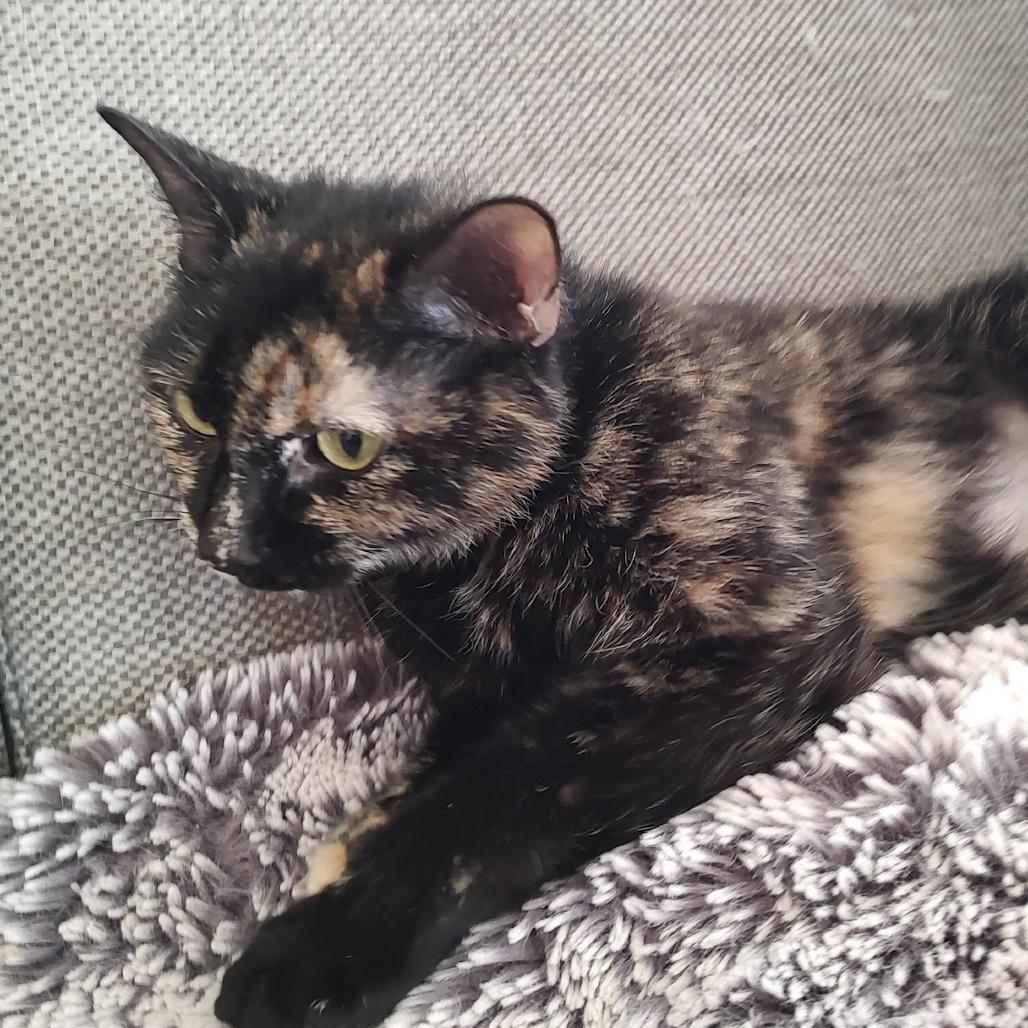 Lola — thumbnail 6