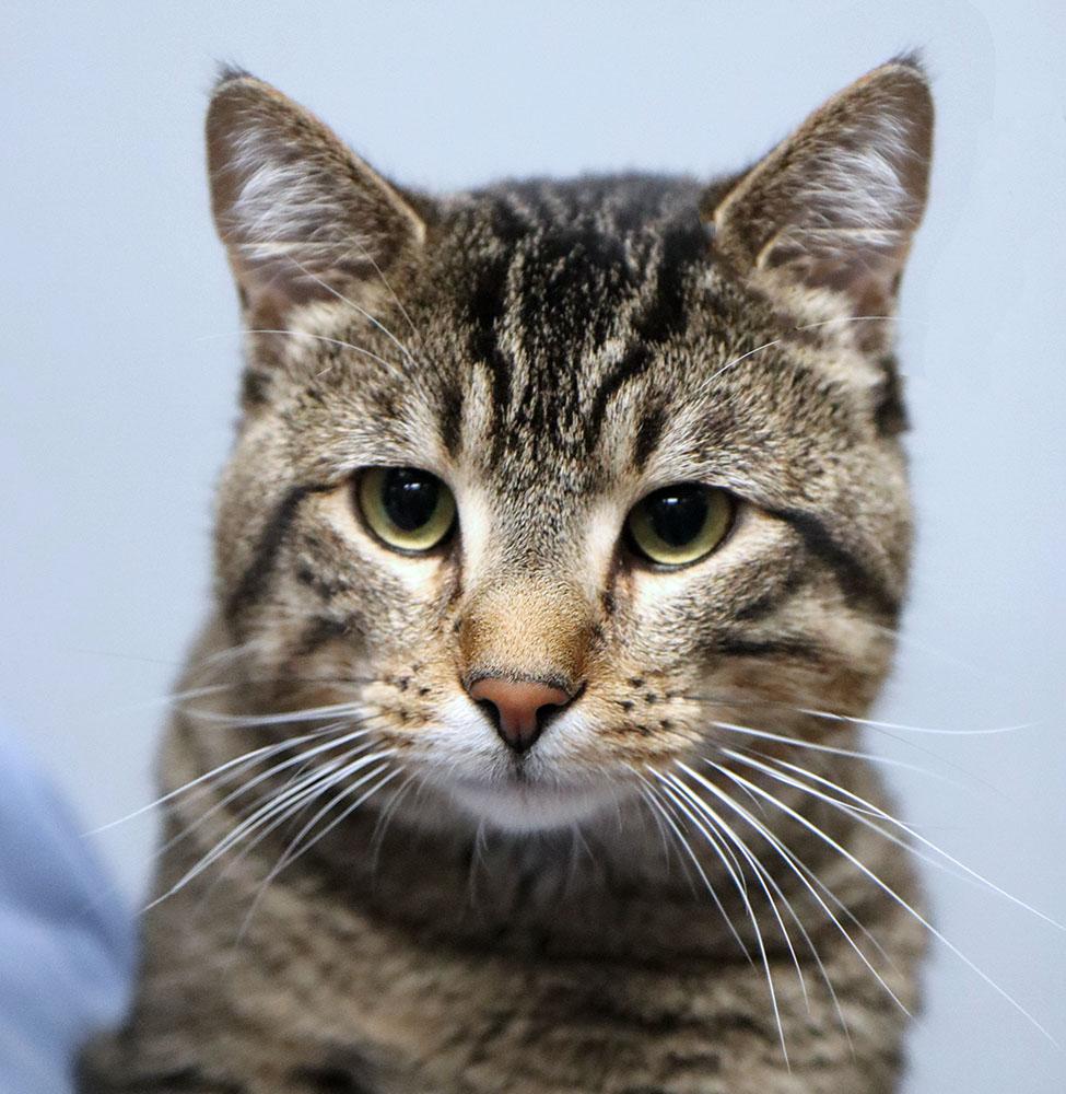 Sullivan (AO36939), adopted, Adult Male Domestic Short Hair.