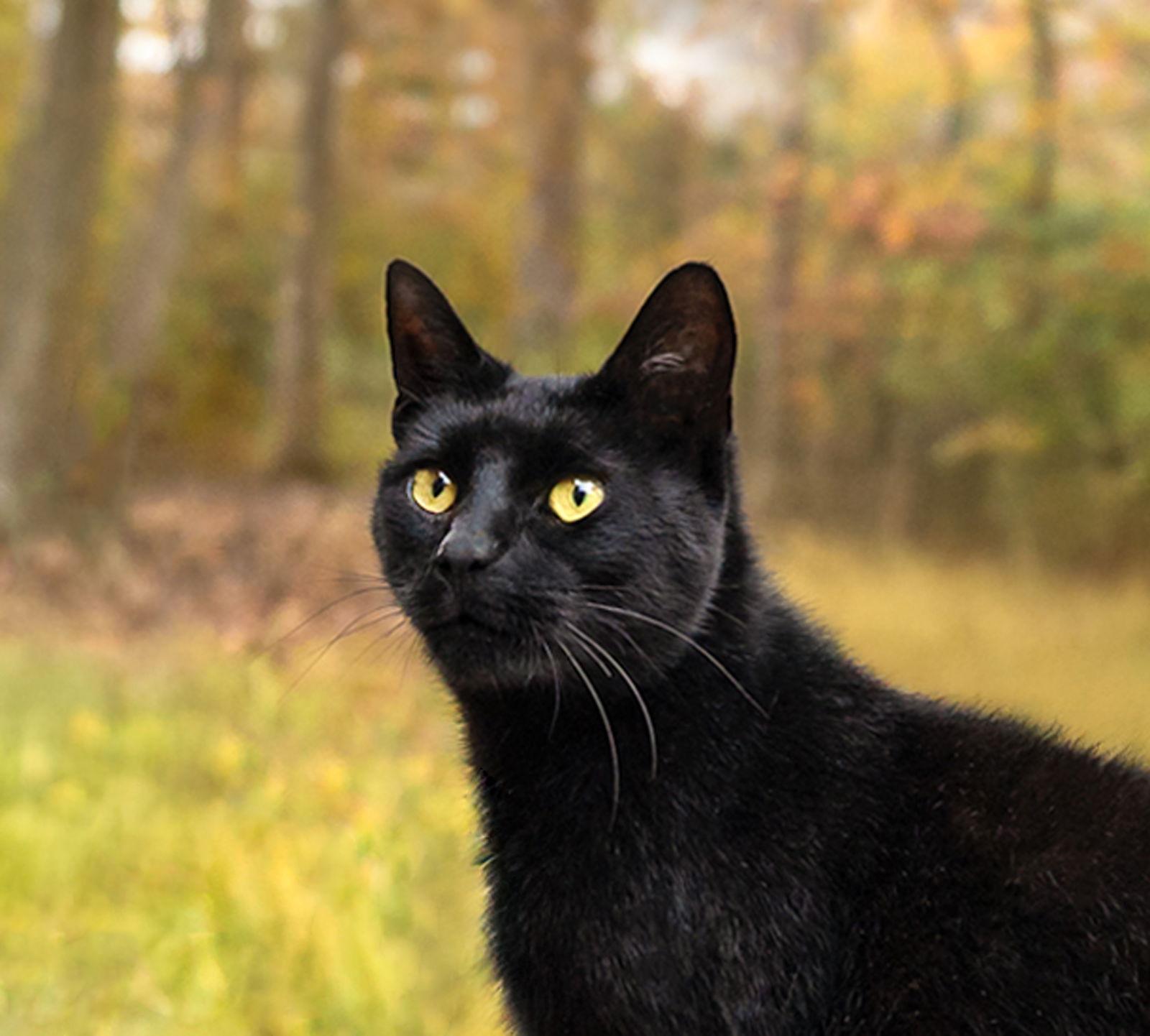 Seneca, Adoptable, Young Male American Shorthair.